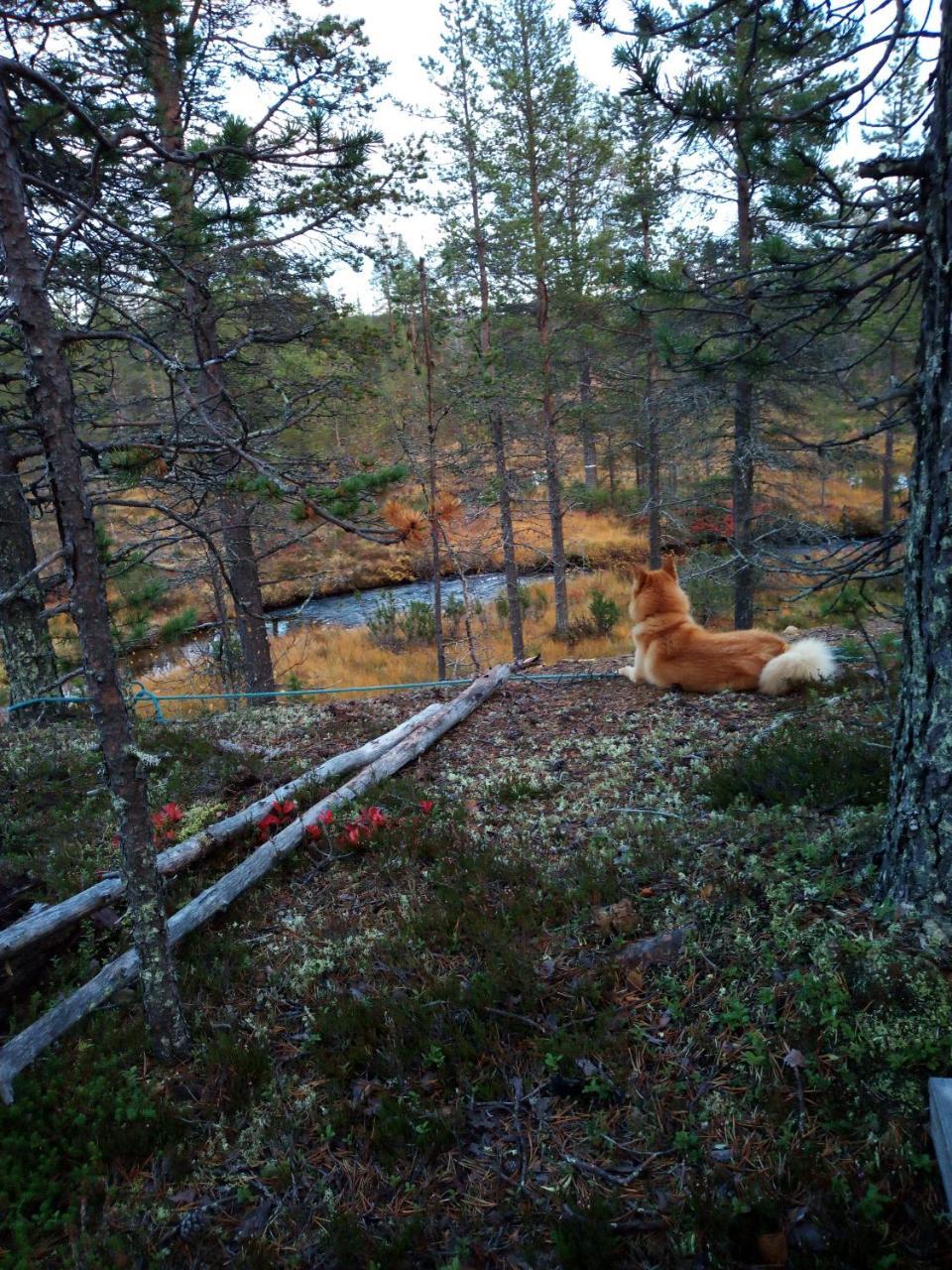 Auroracabin Chalets Saariselka Exteriér fotografie