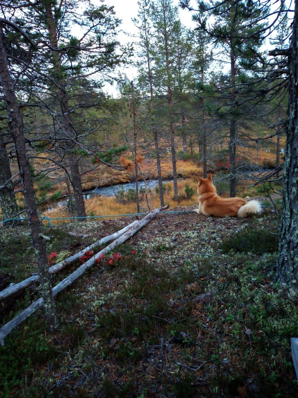 Vila Auroracabin Chalets Saariselka Exteriér fotografie